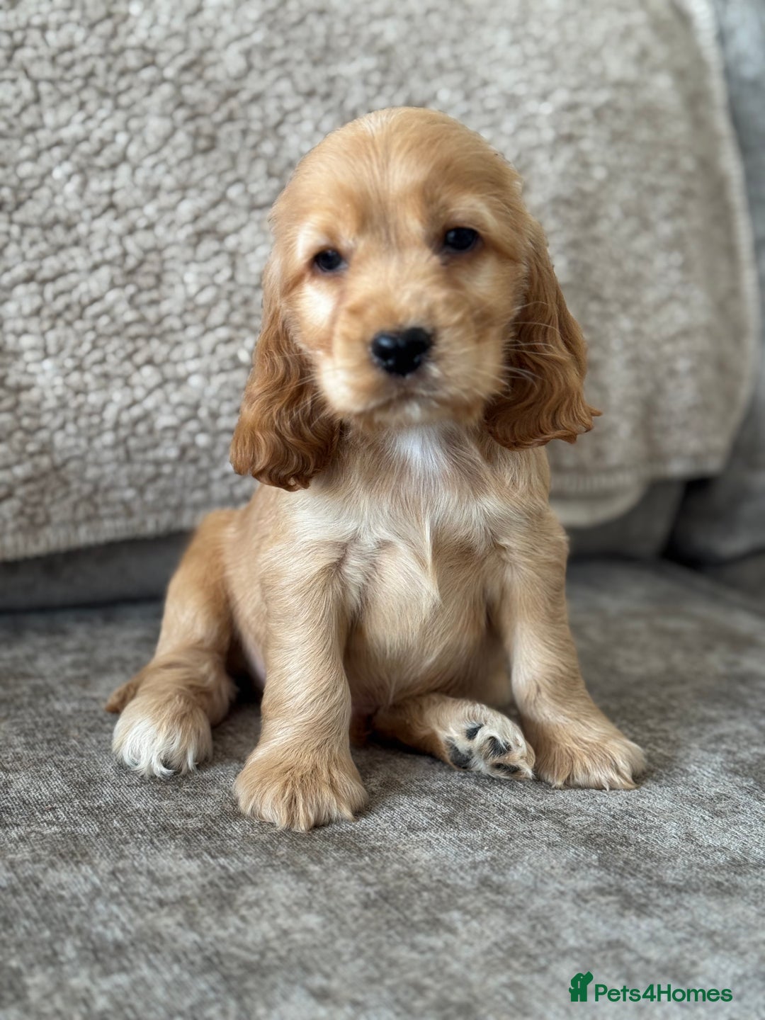 Cocker Spaniel dogs for sale: ALL GOLDEN 100% SHOW TYPE HEALTH TESTED PARENTS  - Image 7