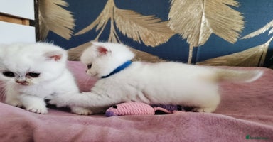 British Shorthair cats - Advert 3