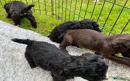Cocker Spaniel dogs for sale: Working cocker spaniels - Image 2