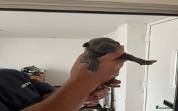 Whippet dogs for sale: KC registered Whippet pups - Image 7