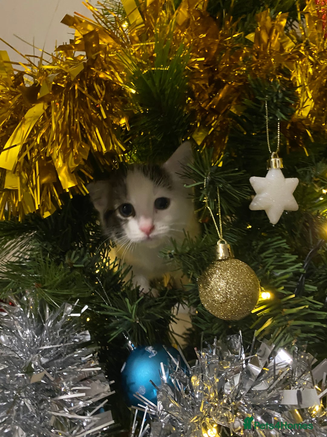 Mixed Breed cats for sale: Beautiful kitten male  - Advert 9