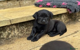 Labrador Retriever dogs for sale: Last remaining Beautiful Labradors  - Image 1