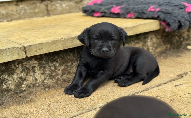 Labrador Retriever dogs - Advert 7