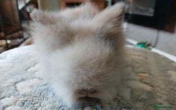 Lionhead rabbits for sale: Stunning DM Lionhead baby rabbits  - Image 12