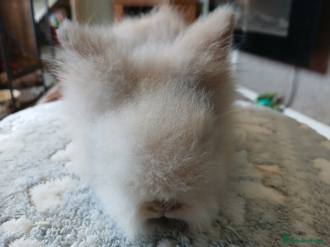 Lionhead rabbits for sale: Stunning DM Lionhead baby rabbits  - Image 12