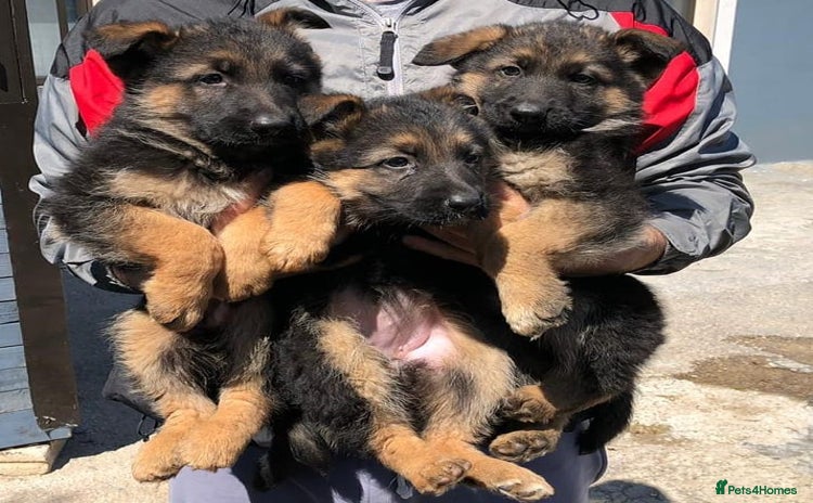 German Shepherd dogs - Advert 1