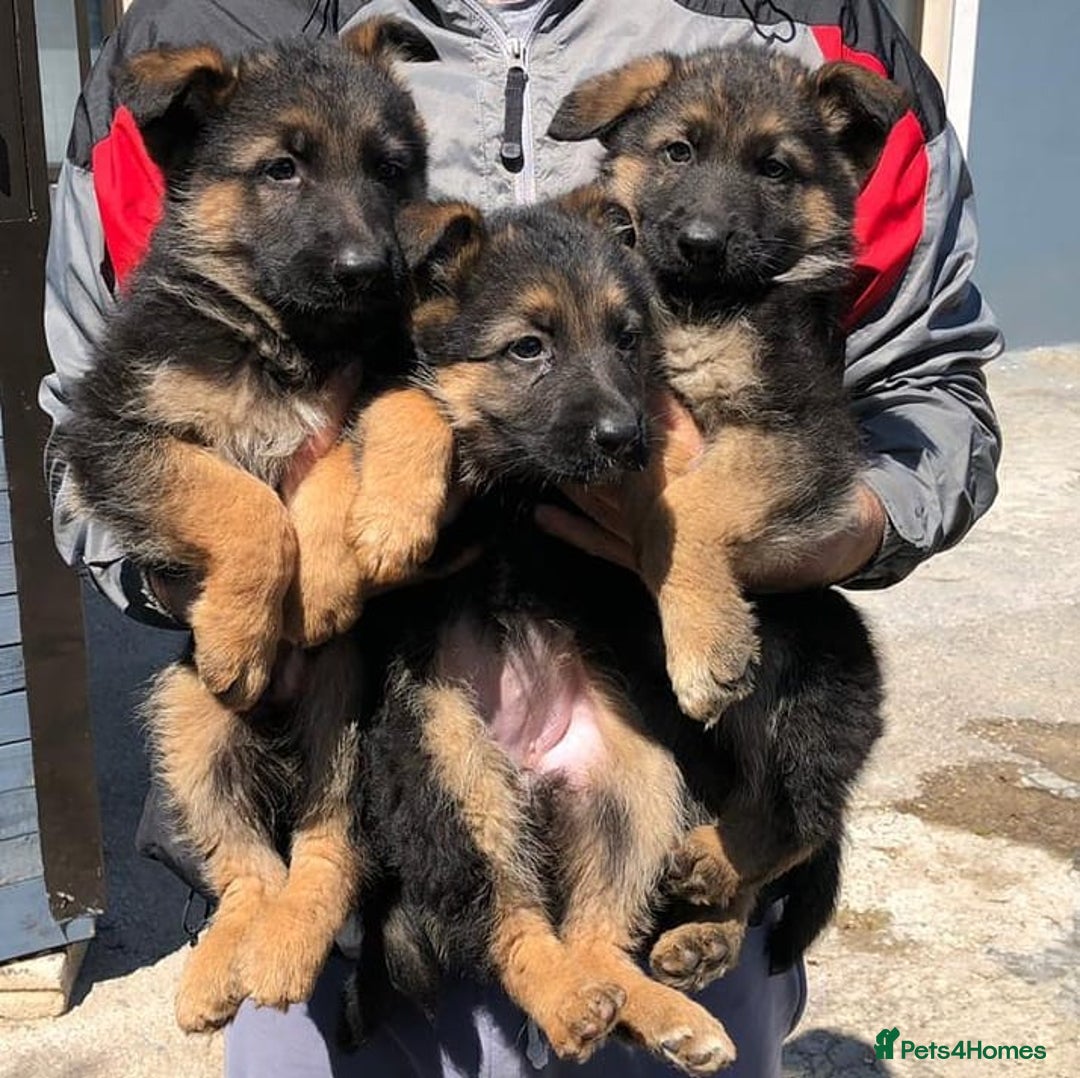 German Shepherd dogs for sale: German Shepherd Ready Forever Home  - Image 1
