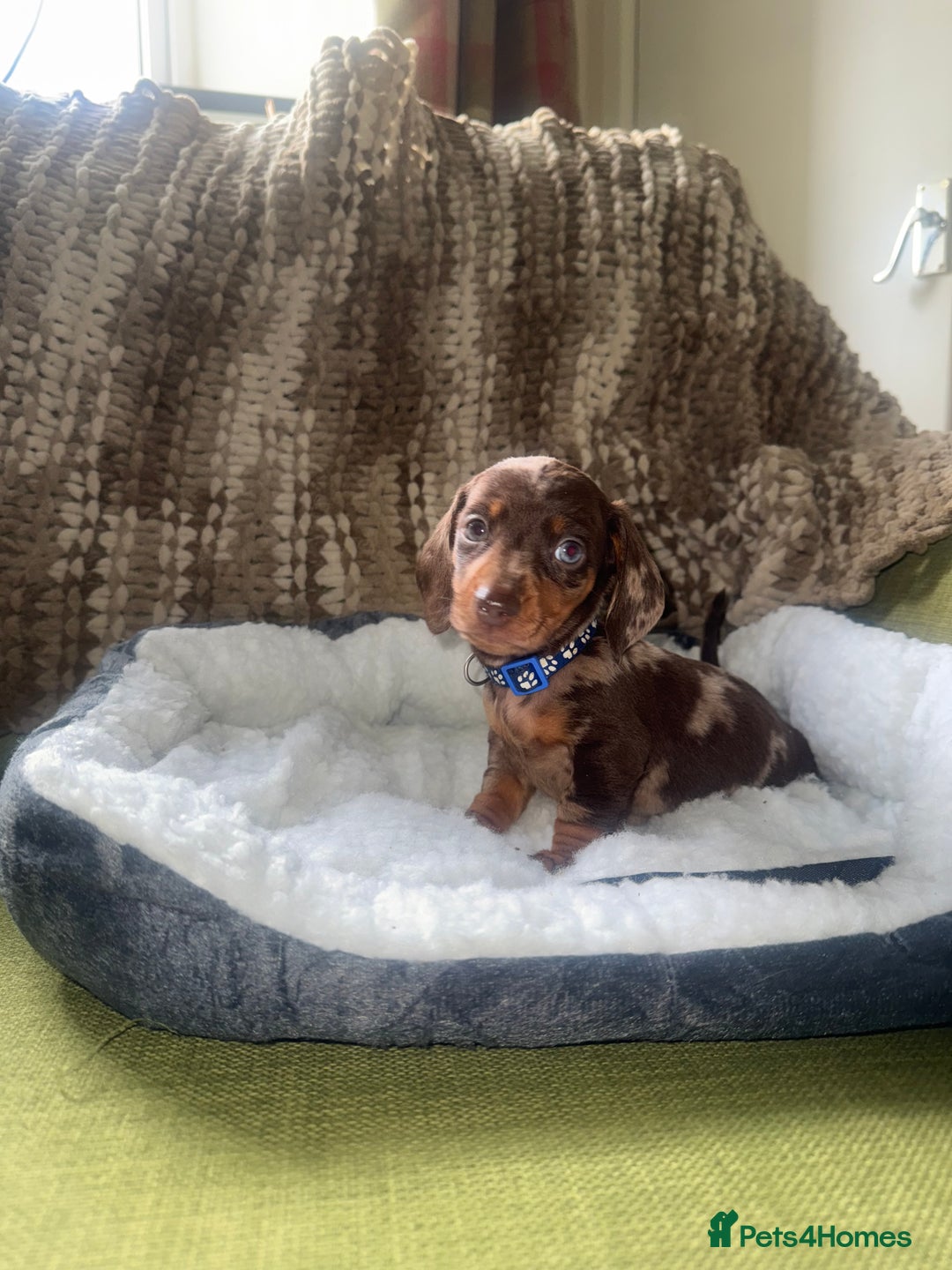 Miniature Dachshund dogs for sale: True miniature smooth coat dachshund puppies  - Image 6