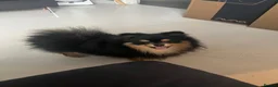 Pomeranian dogs for sale: Pomeranian puppies  - Advert 4
