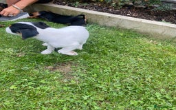 Jack Russell dogs for sale: Jack Russell terrier puppies - Image 3