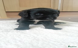 Cocker Spaniel dogs for sale: QUALITY COCKER SPANIAL PUPPIES VARIOUS COLOURS - Image 8