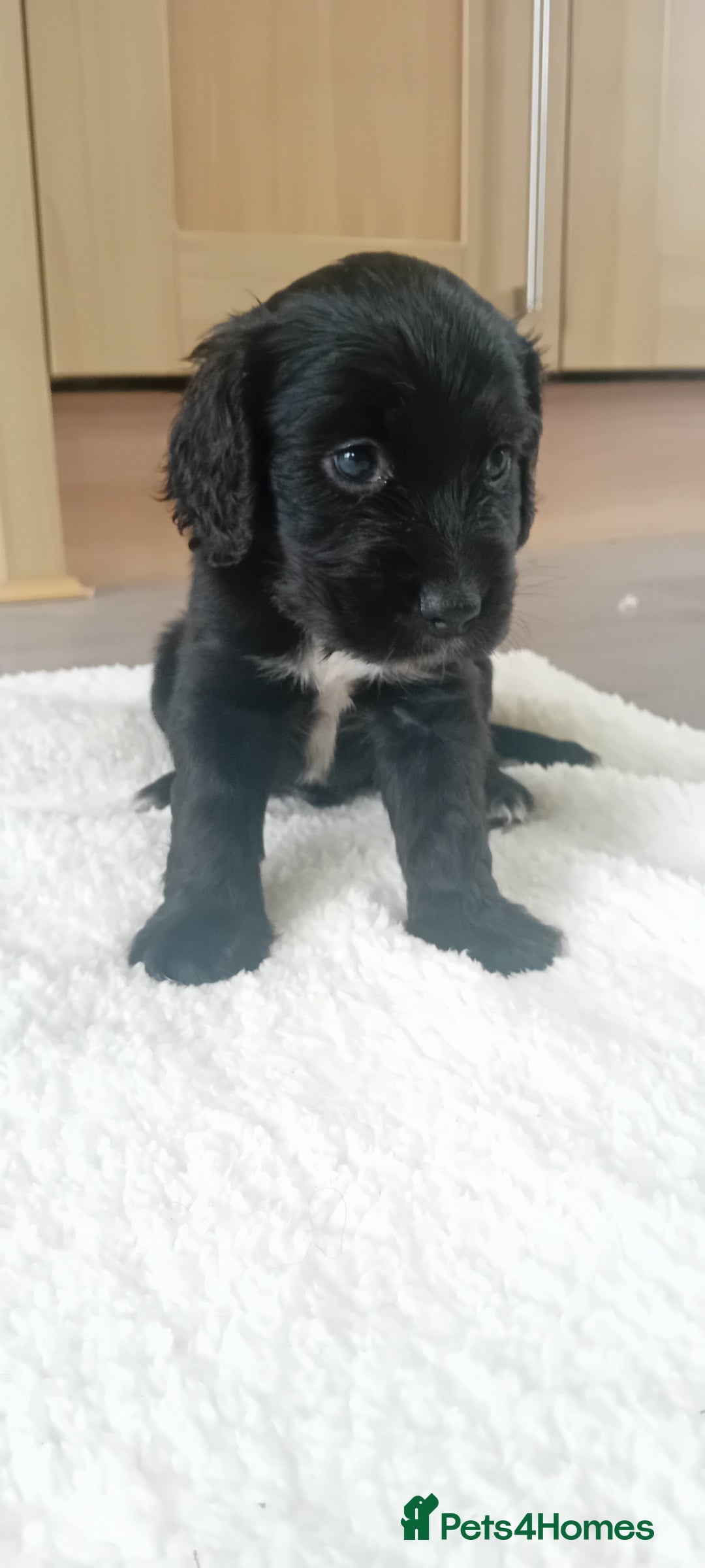 Cocker Spaniel dogs for sale: QUALITY COCKER SPANIAL PUPPIES VARIOUS COLOURS - Image 8