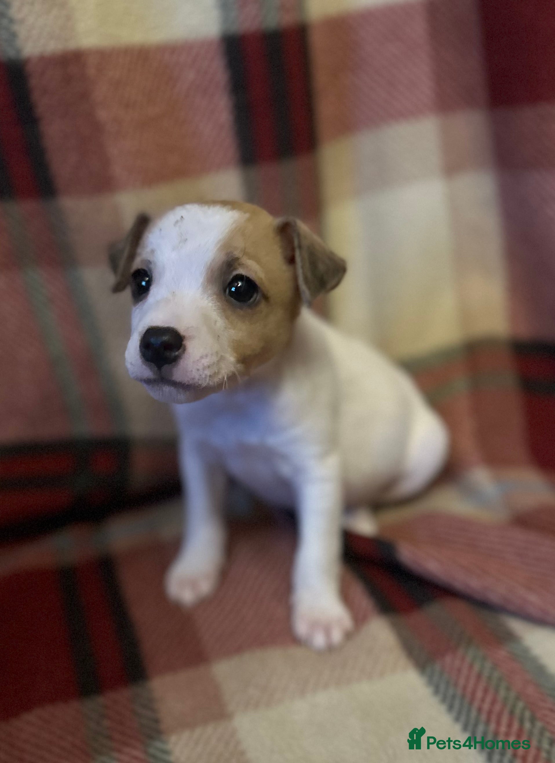 Jack Russell dogs 1 Jack Russell Puppies - Advert 15