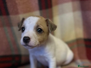 Jack Russell dogs 1 Jack Russell Puppies - Advert 1
