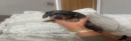 Miniature Dachshund dogs for sale: Kc registered miniature dachshund  - Advert 9