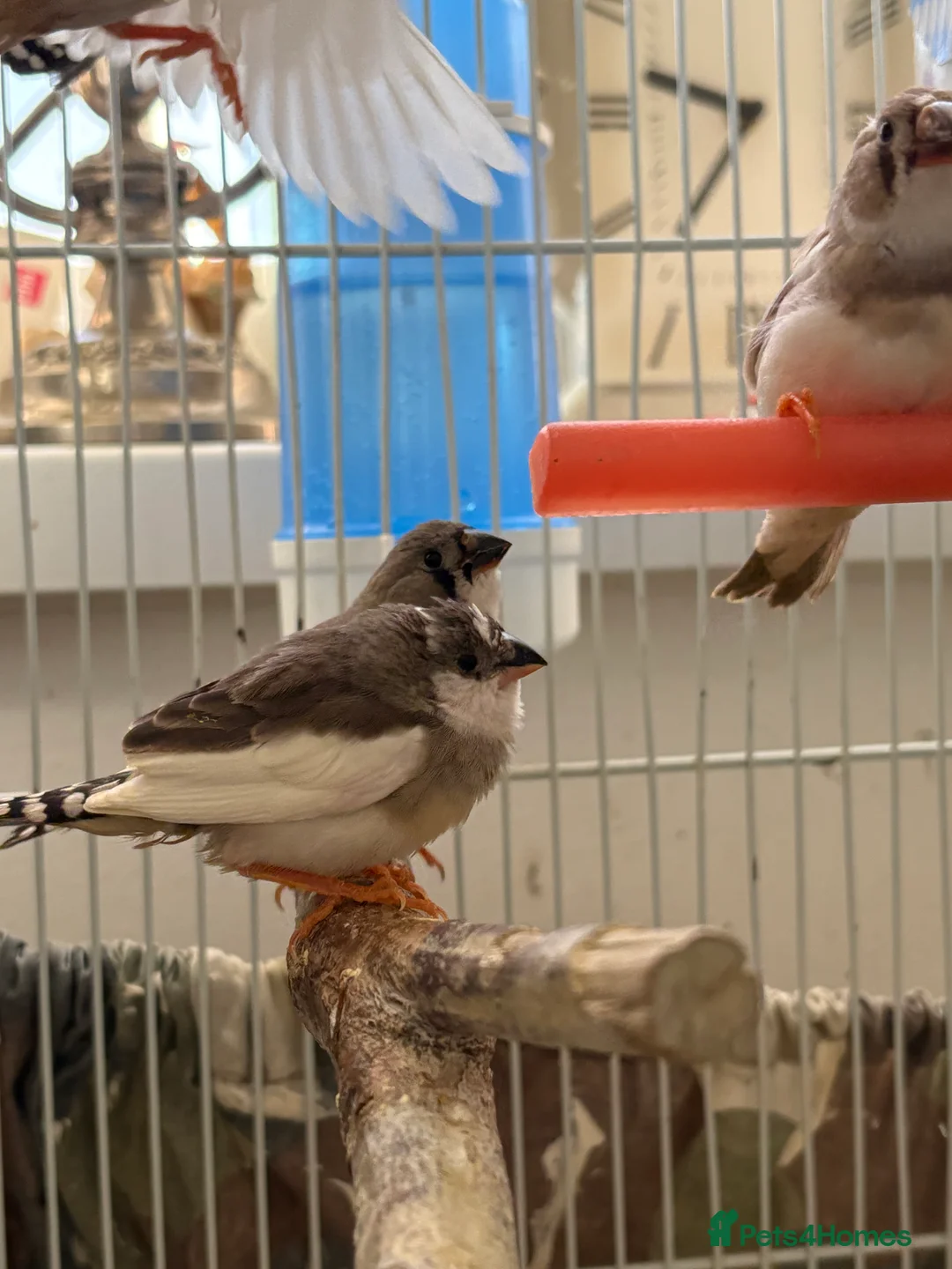 Finches birds for sale: Zebra finches - Advert 2