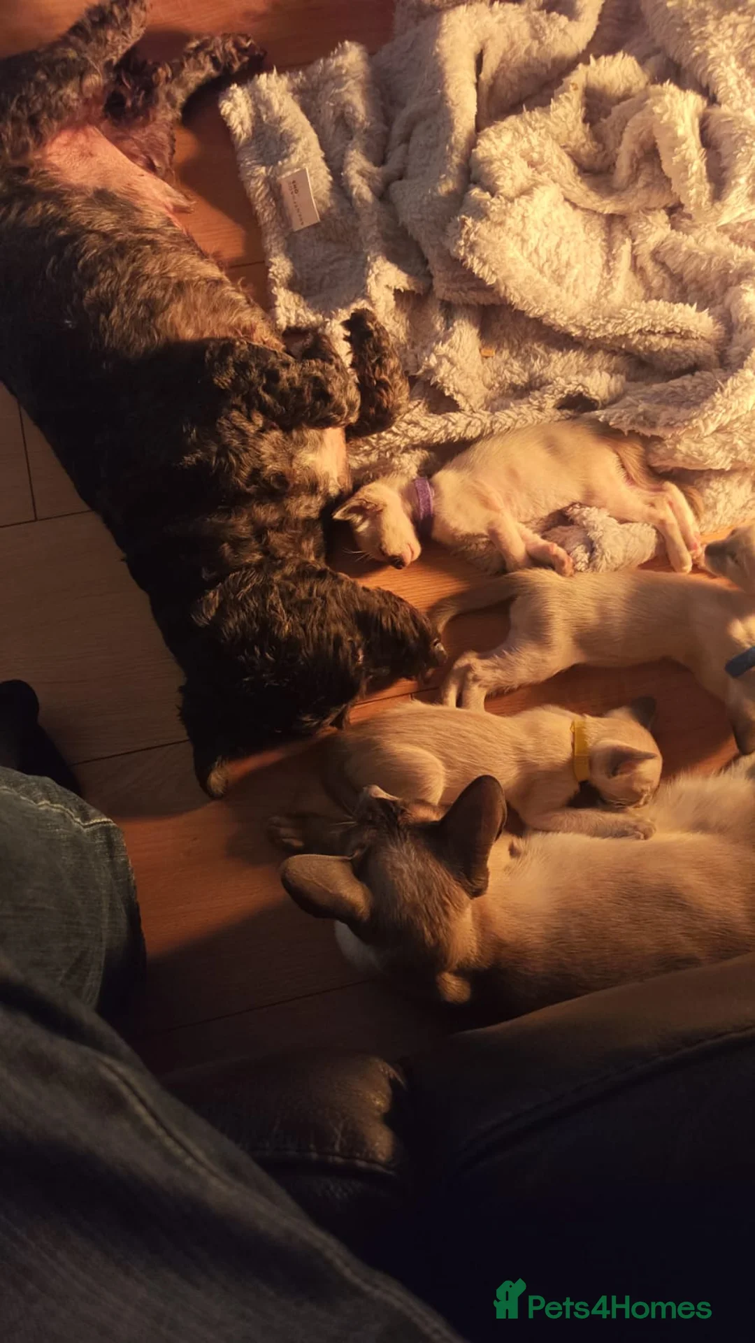 Siamese cats for sale: Gorgeous Siamese kittens!! - Advert 4