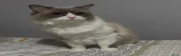 Ragdoll cats for sale: Beautiful male ragdoll  in Luton - Advert 4
