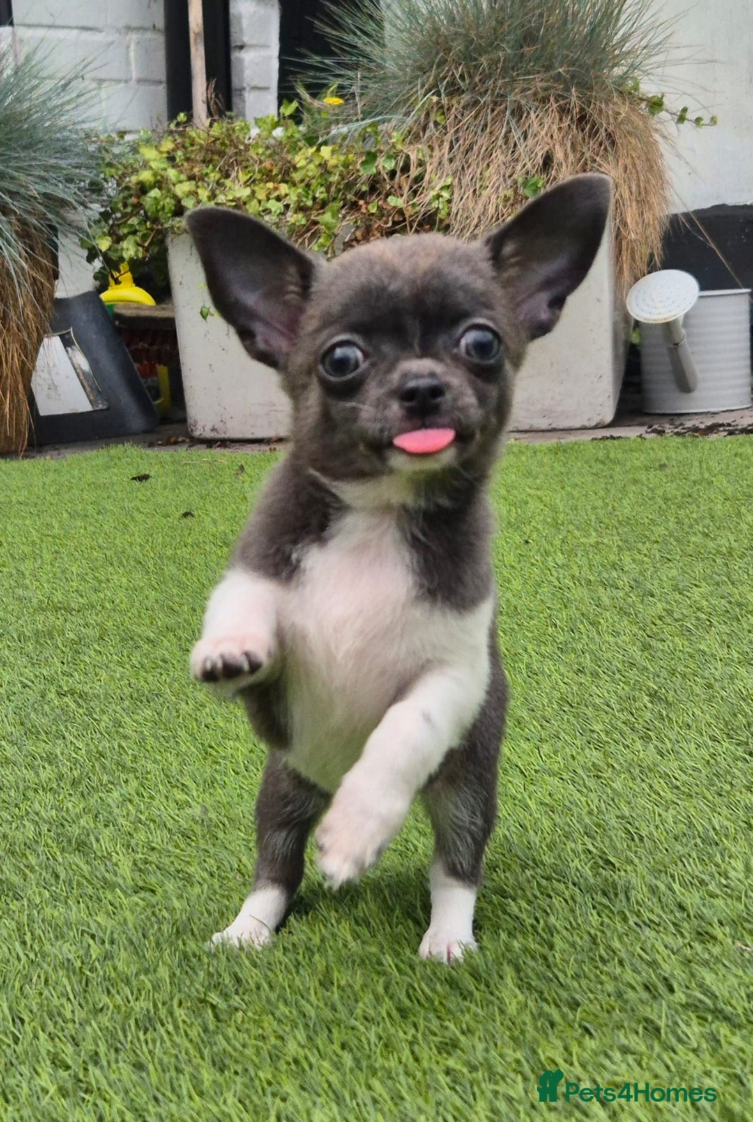 Chihuahua dogs for sale: Chihuahua female puppies  - Image 15