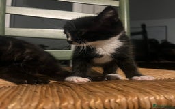 Mixed Breed cats for sale: Bengal Mix- Ready! 4/6 left  - Image 8