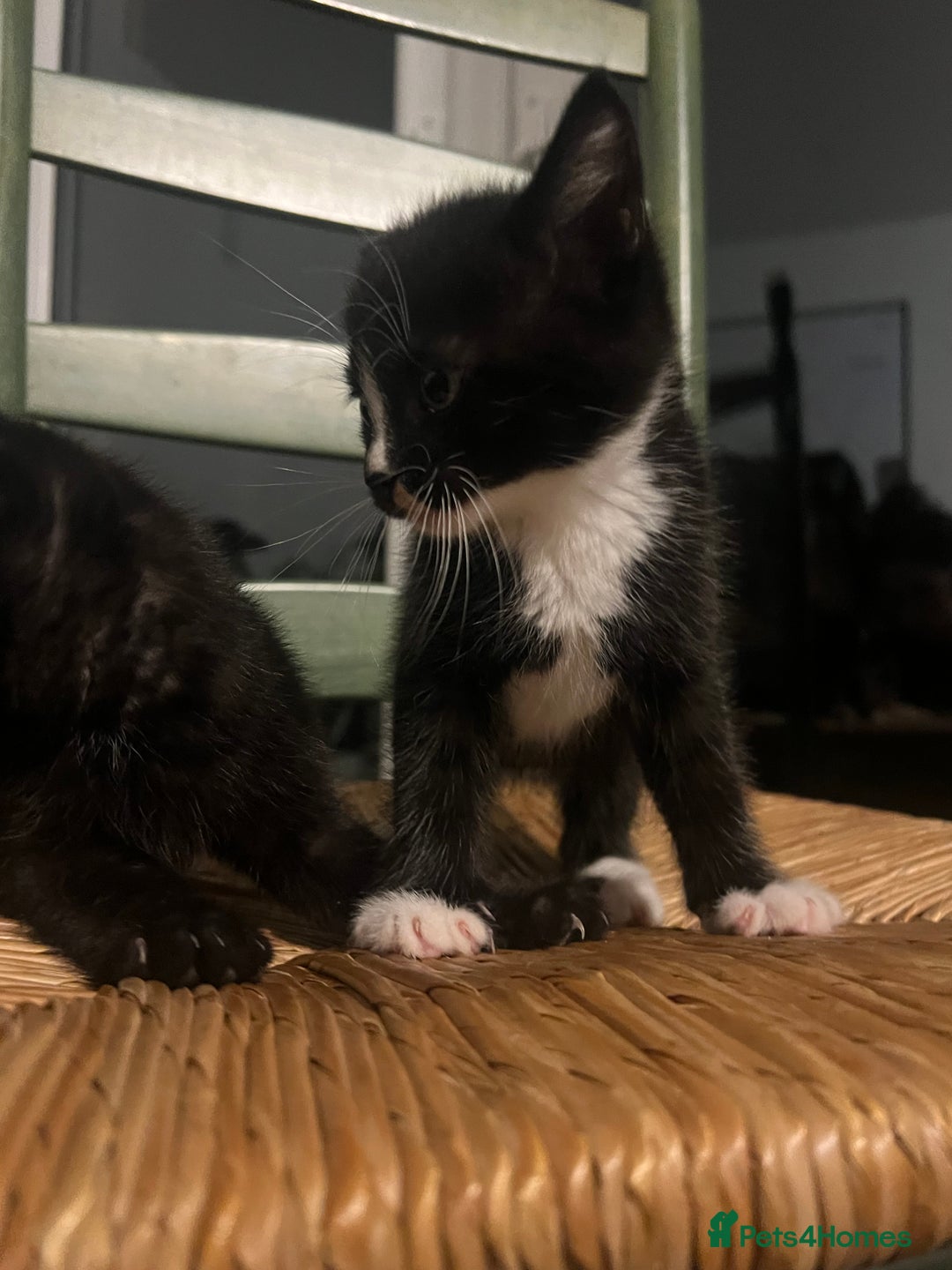 Mixed Breed cats for sale: Bengal Mix- Ready! 4/6 left  - Image 8