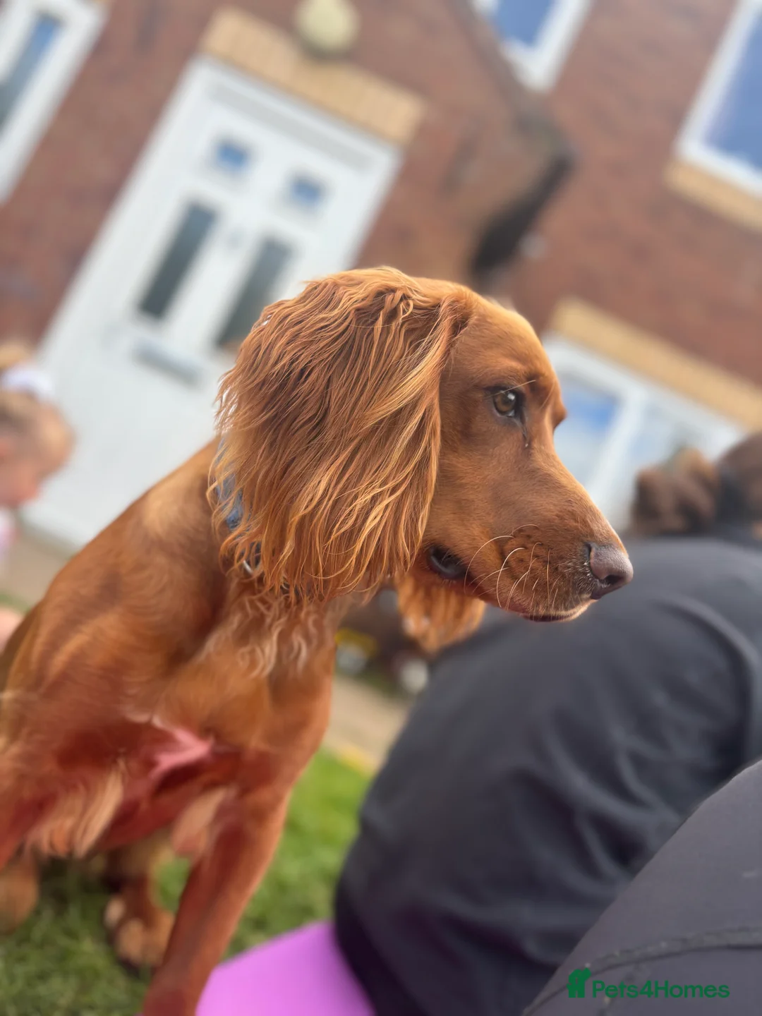 Cocker Spaniel dogs for sale: Juke  - Advert 8