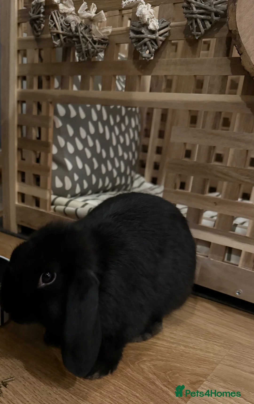 Mini Lop rabbits for sale: Mini Lop bunny rabbit  - Advert 4