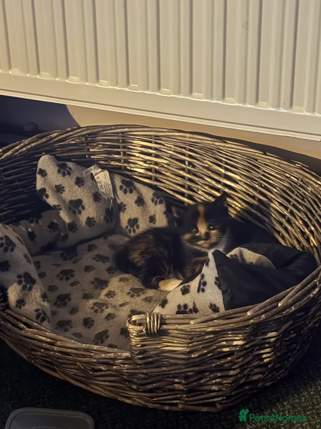 Mixed Breed cats for sale: Mixed Breed Kitten - Advert 2