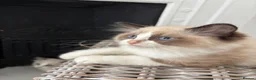 Ragdoll cats for sale: 🌟TICA🌟Champion Ragdoll🏆🏆🏆 - Advert 30