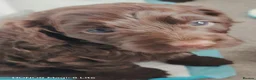 Cockapoo dogs for sale: Beautiful cockapoo puppies  - Advert 10
