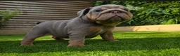 English Bulldog dogs for sale: Kc registered British bulldog puppies lilac & tan in Liverpool - Advert 8