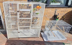 Budgerigars birds for sale: Budgies for sale! Food and 2 cages included! - Image 11