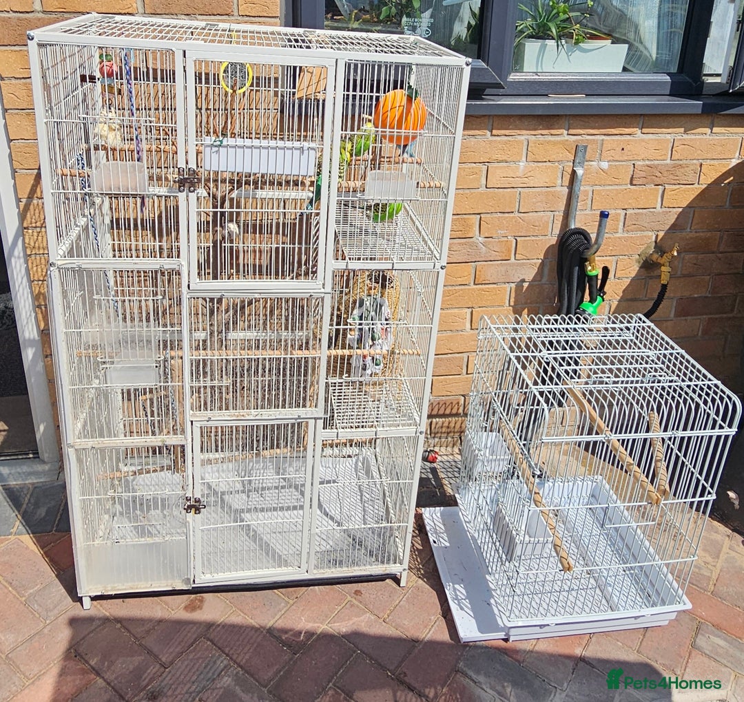 Budgerigars birds for sale: Budgies for sale! Food and 2 cages included! - Image 11