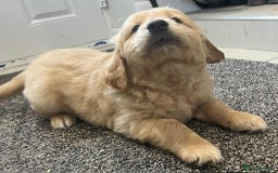 Golden Retriever dogs for sale: Beautiful Chunky KC Golden Retriever Puppies - Image 15