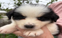 Australian Shepherd dogs for sale: Beautiful pedigree Australian shepherd puppies  - Image 3