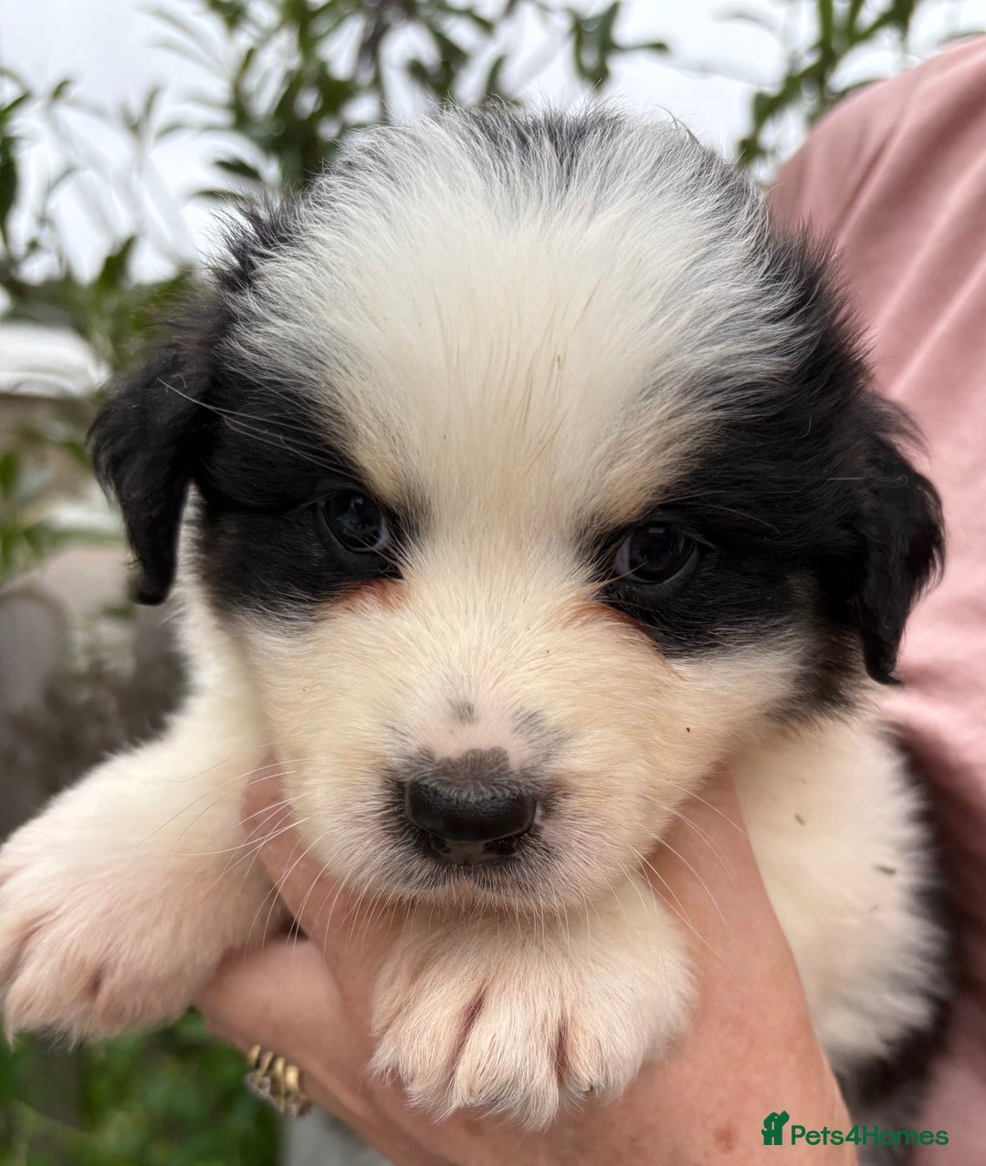 Australian Shepherd dogs for sale: Beautiful pedigree Australian shepherd puppies  - Image 3