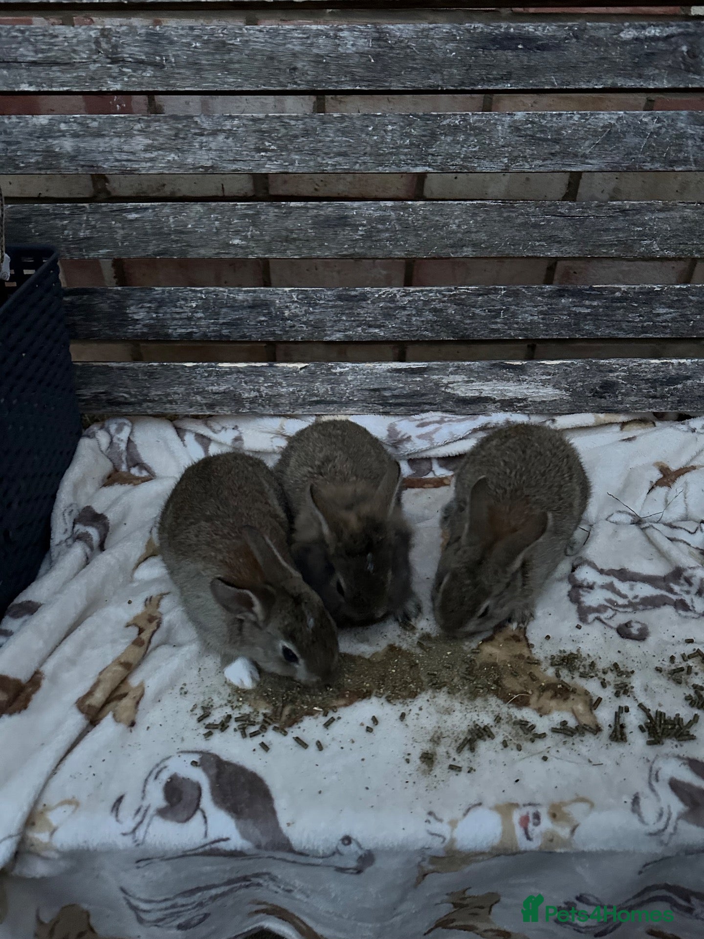 Mixed Breed rabbits Lionhead x Mini Rex Bunnies! - Advert 2