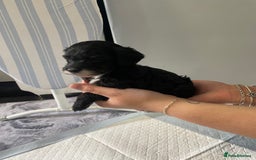 Cockapoo dogs for sale: Beautiful litter of cockapoo puppies  - Image 5