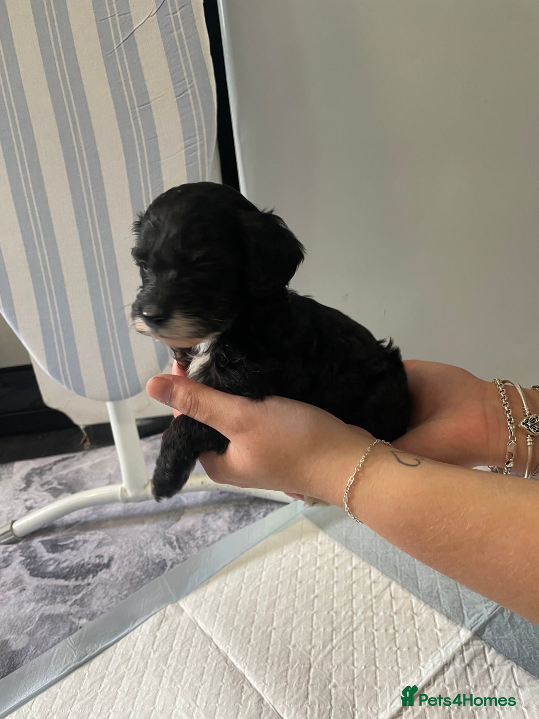 Cockapoo dogs for sale: Beautiful litter of cockapoo puppies  - Image 5