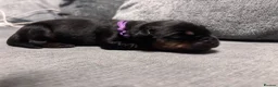 Rottweiler dogs for sale: ELITE KC REGISTERED GERMAN ROTTWEILER PUPPIES  - Advert 11