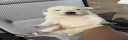 German Shepherd dogs for sale: Beautiful White Pedigree German Shepherd Puppies - Advert 19
