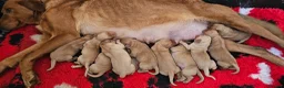 Labrador Retriever dogs for sale: 10 FOX RED KC LABS WITH HEALTH TESTED PARENTS - Advert 25