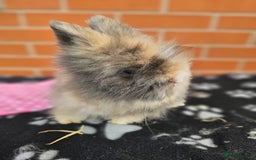 Lionhead rabbits for sale: Double Maned Lionhead  - Image 7