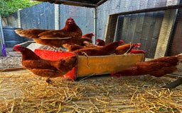 Chickens poultry for sale: 3 Hybrid Brown Hens  - Image 1