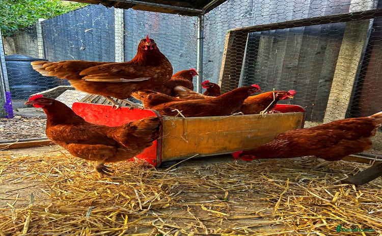 Chickens poultry - Advert 1