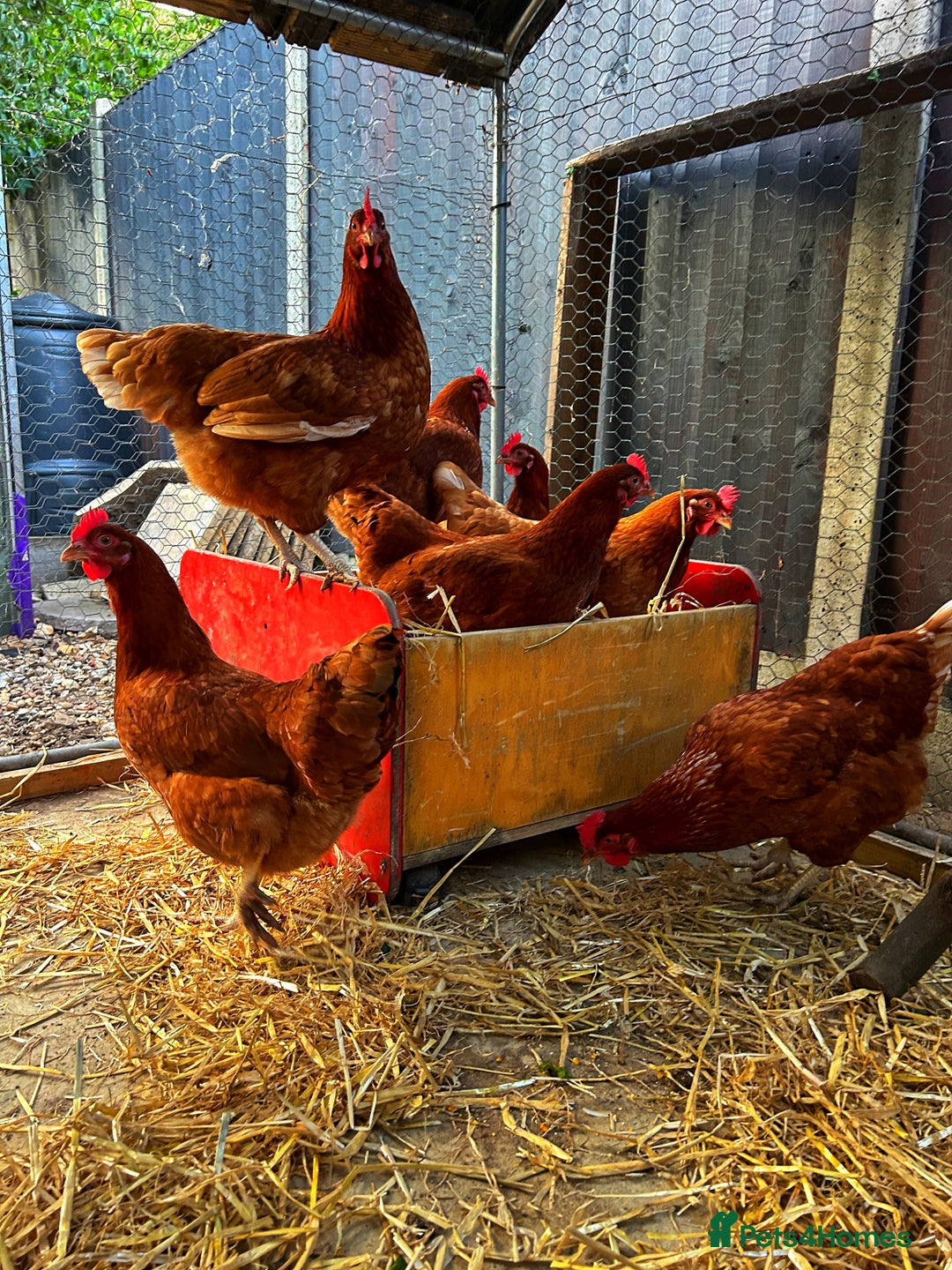 Chickens poultry for sale: 3 Hybrid Brown Hens  - Image 1