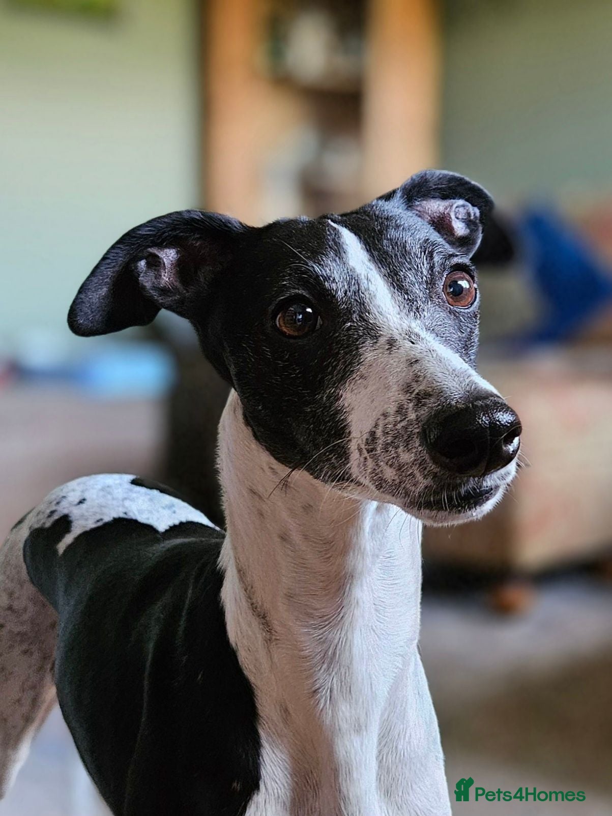 Whippet dogs Seeking the perfect home - Advert 1