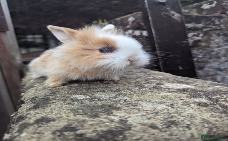 Mini Lion Lop rabbits - Advert 4