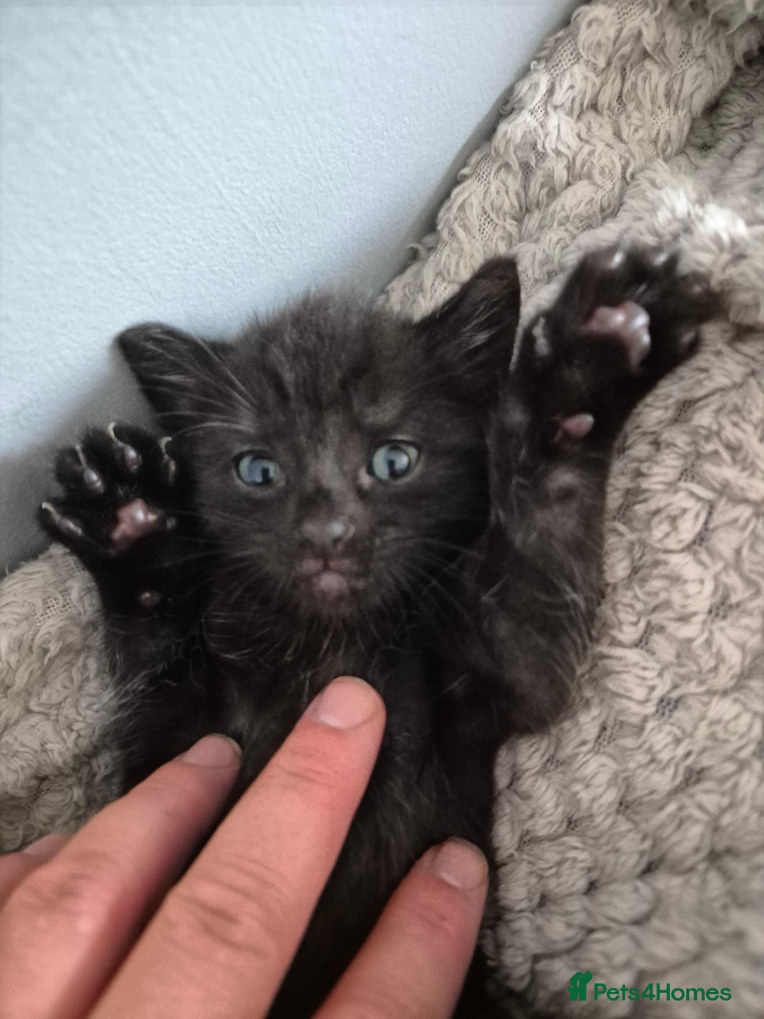 Mixed Breed cats for sale: 4 lovly kittens - Image 11