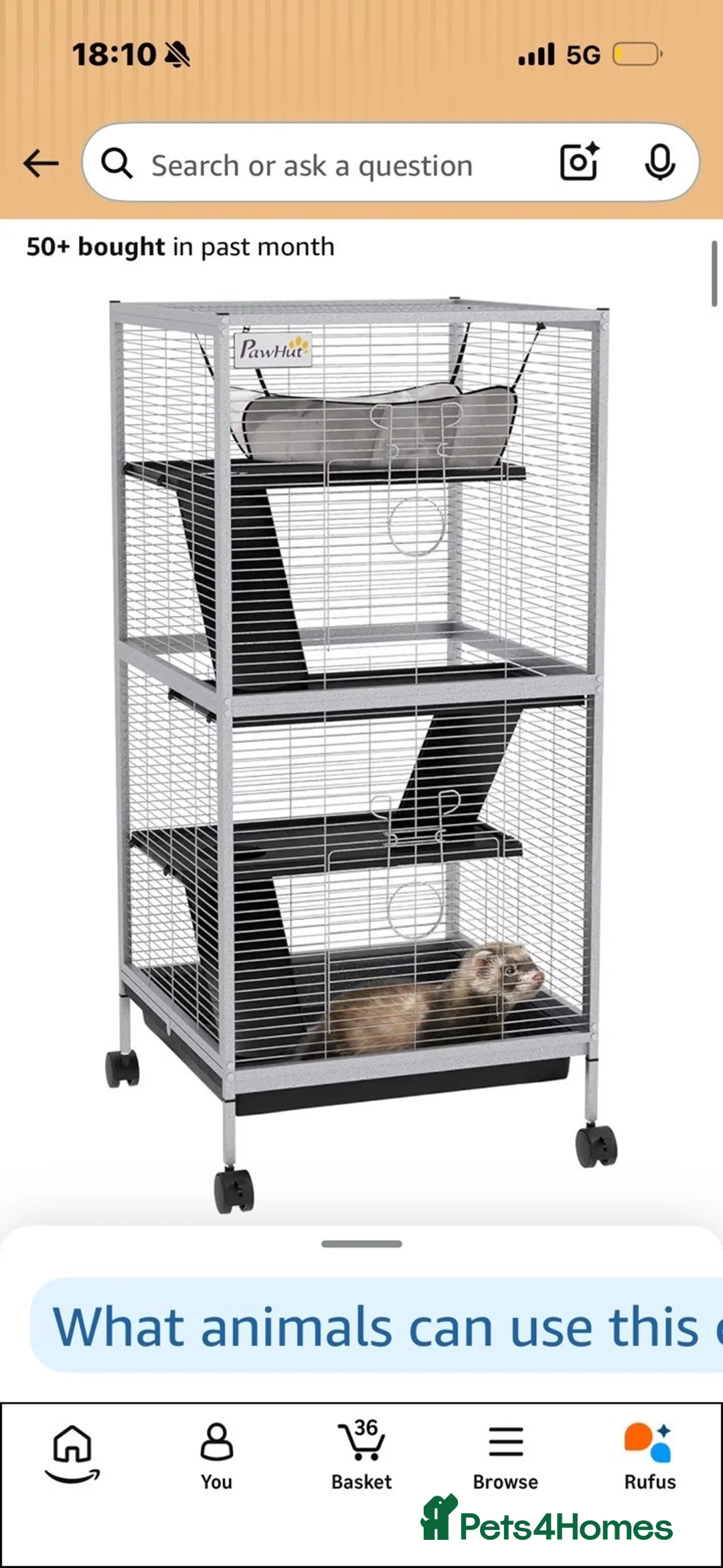 Rat rodents for sale: Two dumbo rats for sale  in Whitley Bay - Advert 5